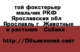 той-фокстерьер, мальчик РКФ - Ярославская обл., Ярославль г. Животные и растения » Собаки   